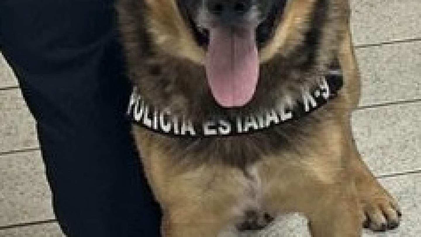 Binomios caninos K-9 del Gobierno de Sonora trabajan en acciones contra el delito